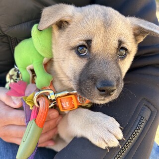生後2か月仔犬男の子　再募集