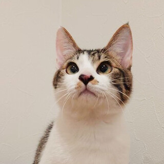 抱っこの好きなキジ白男の子❗️サリー