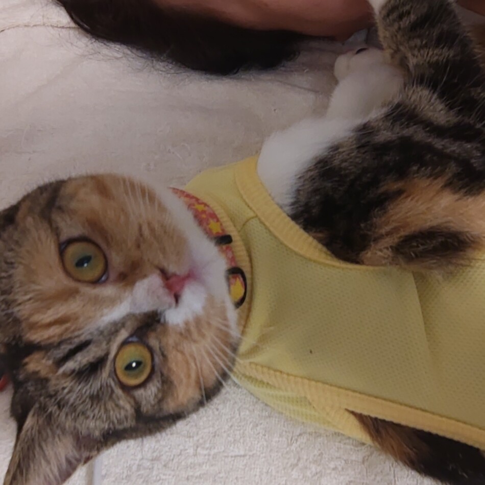 もものカバー写真