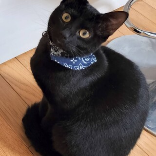 黒猫☆男の子　