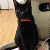 黒猫☆男の子　 サムネイル2