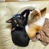黒猫☆男の子　 サムネイル3