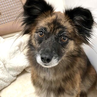 琉球犬ミックスの女の子、なこちゃん♪