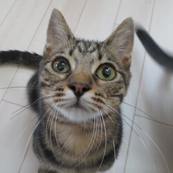 アニマルサポートわんわんわん猫の譲渡会 サムネイル2