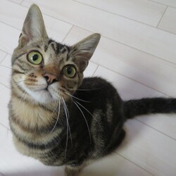 アニマルサポートわんわんわん猫の譲渡会 サムネイル3