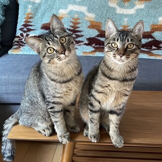 【1/28芝浦】スリゴロフレンドリーなキジ兄弟