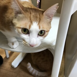 茶白猫里親募集