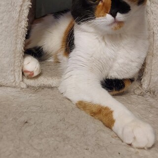 スコMIX　三毛猫　♀　１歳