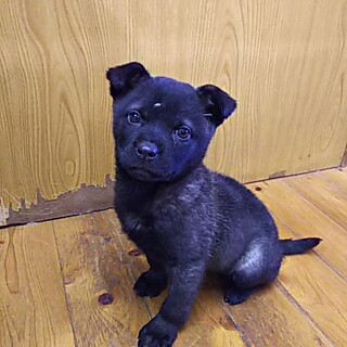 保健所救出犬！里親様緊急募集！！