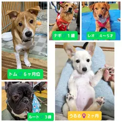 保護犬の譲渡会 サムネイル3