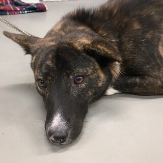 【相談中】クールな虎毛の　サンタくん　2-3歳