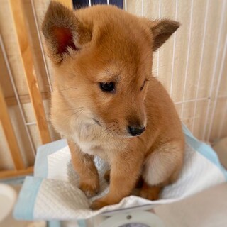 かわいい子犬　ふじまるくん　2ヶ月