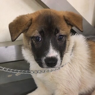 かわいい子犬　だてまきくん　2ヶ月