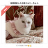 の写真