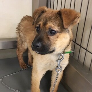 かわいい子犬　きんとんくん　2ヶ月