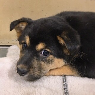 【相談中)かわいい子犬　くろまめちゃん　2ヶ月