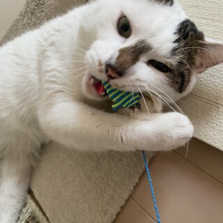 エイズキャリア　人馴れ抜群　遊ぶのが大好き♡