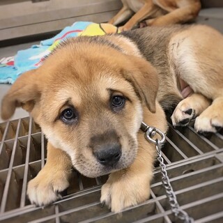 【相談中】かわいい子犬　ごぎょうくん　2ヶ月