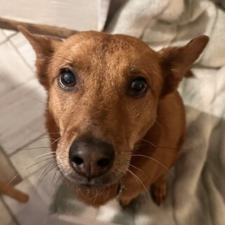 【決定】琉球犬mixリンダちゃん