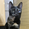 おりこうさん！他猫と仲良し優しいサビ美ちゃんです