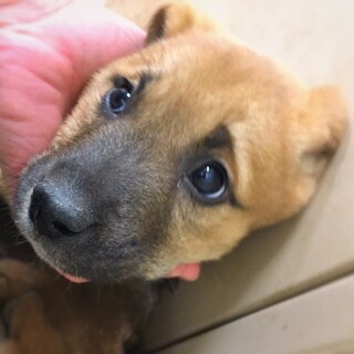 【相談中】かわいい子犬　すずしろくん　2ヶ月