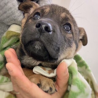 かわいい子犬　すずなちゃん　2ヶ月