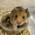 ゴールデンハムスターの赤ちゃんです！