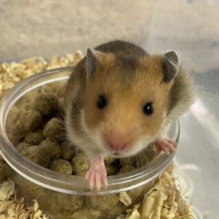ゴールデンハムスターの赤ちゃんです！