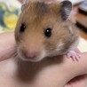 ゴールデンハムスターの赤ちゃんです！ サムネイル2
