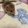 ゴールデンハムスターの赤ちゃんです！ サムネイル3