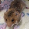 ゴールデンハムスターの赤ちゃんです！ サムネイル4