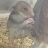 ゴールデンハムスターの赤ちゃんです！ サムネイル5