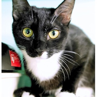 シャーは挨拶！ウルちゃん