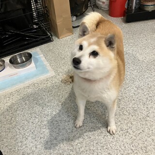 こまち散歩好きな癒やし系シニア