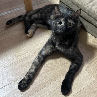 【3/31芝浦】甘え上手ミレイと美しいサビ模様エル