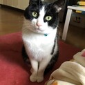ハチワレ男の子