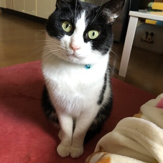 ハチワレ男の子