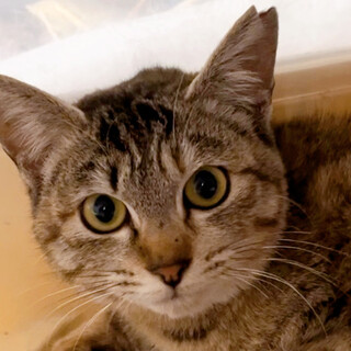 おとなしいキジトラの子猫ちゃんです