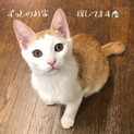 短い前髪がかわいい⭐︎おしゃべりな茶白の男の子♪