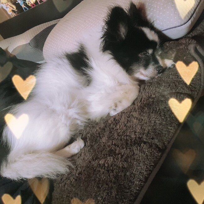 xoxo61のカバー写真