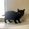 2ヶ月の子猫、里親募集中。