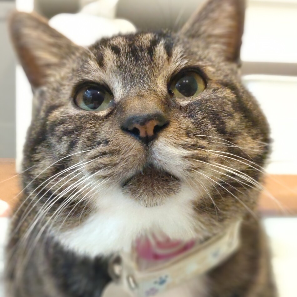 きよしのカバー写真