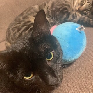 綺麗な黒猫の男の子