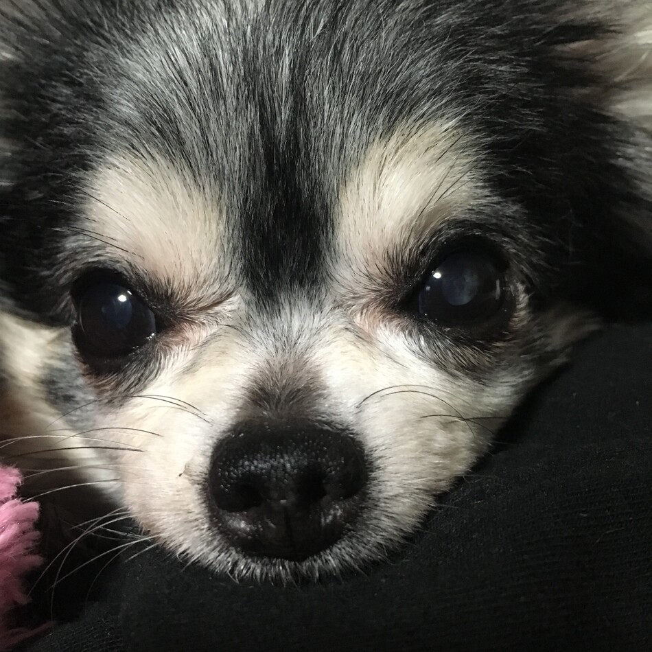 ちちさまのカバー写真