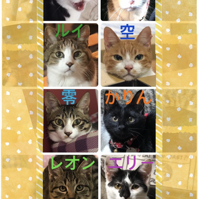 モモミミルイ空零かりんレオンエリーの母のカバー写真