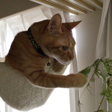 家の観葉植物をチェック中