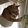 家の観葉植物をチェック中