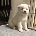 1ヶ月のふわふわかわいい「ミルクちゃん」