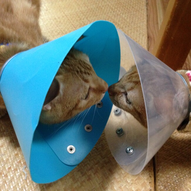 BIKKEのカバー写真