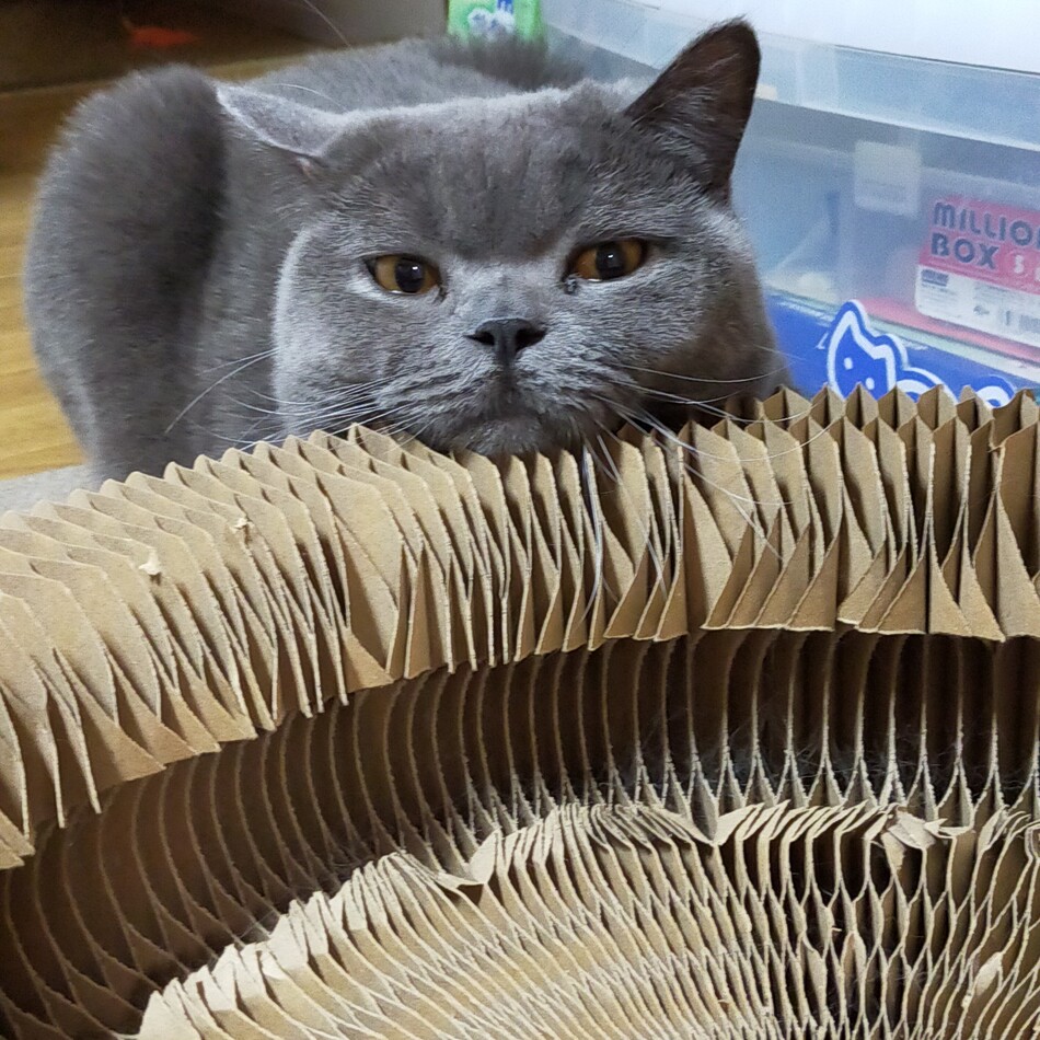 つなのカバー写真